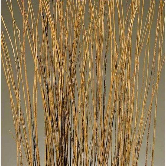 Dried Asian Willow Decorative Branches - Perfect Home Decor