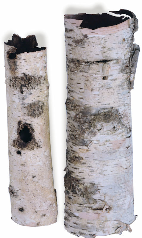White Birch tubes - Birch Bark Cylinders
