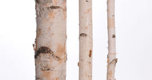 White Birch Poles For Sale - Decorative Birch Poles