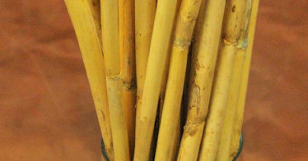 Decorative Bamboo Sticks Bamboo Stalks For Sale   Natural Bamboo Short Shoot 600x315w 