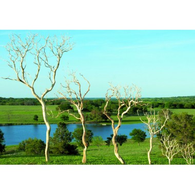 Dried Manzanita Branches - Painted Gold, Silver, White Manzanita