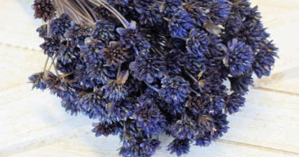 Dried Brazilian Hill Flowers - Navy Blue