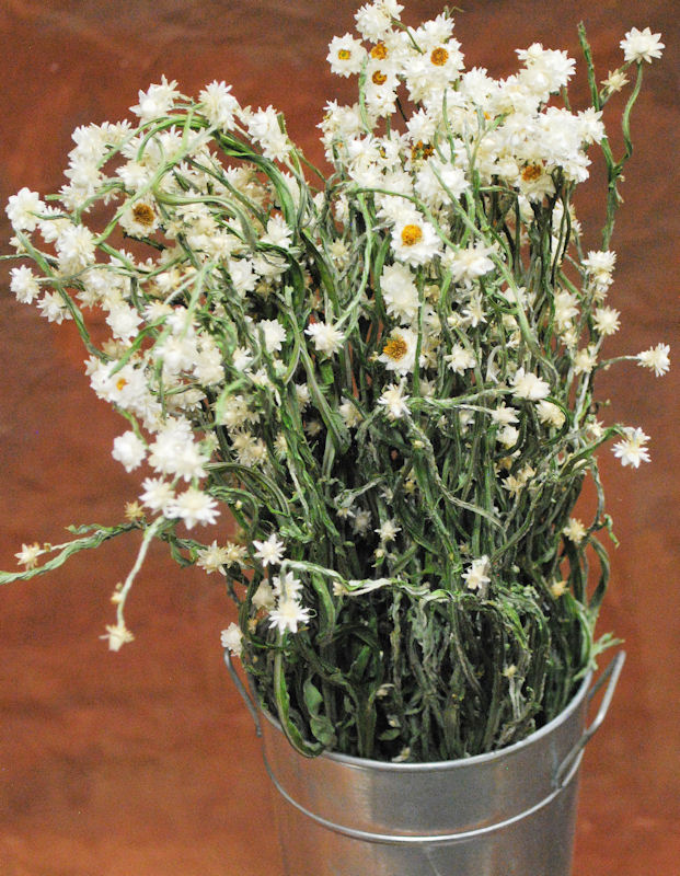 Dried Ammobium Flowers - E's Florals