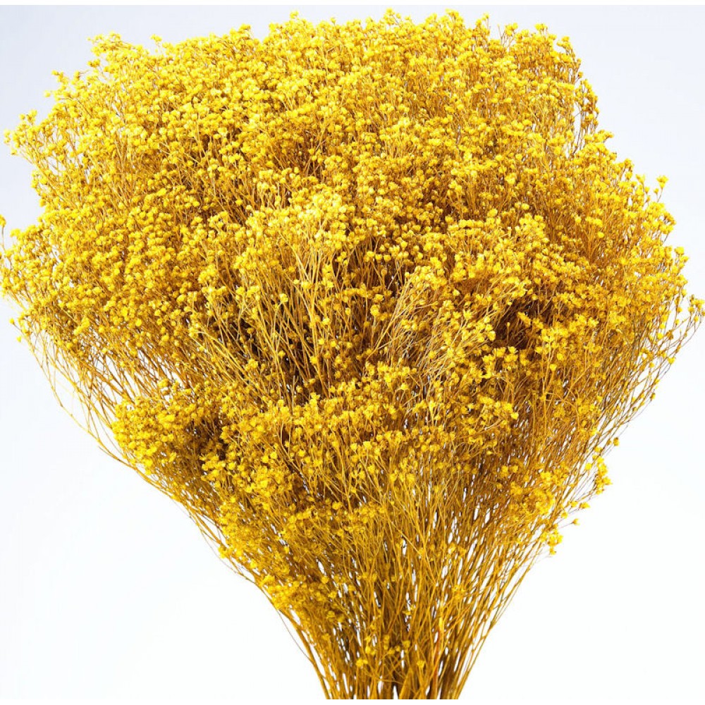 Dried Broom Bloom Flowers Bloom Broom Colors