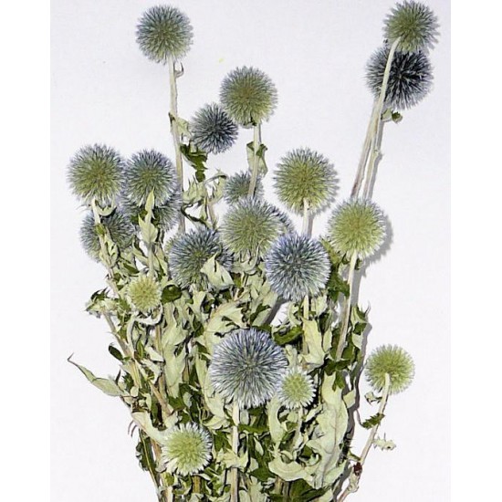Dried Echinops Ritro in Natural, Dried flowers for home décor, Wedding –  SolaFlowerStore