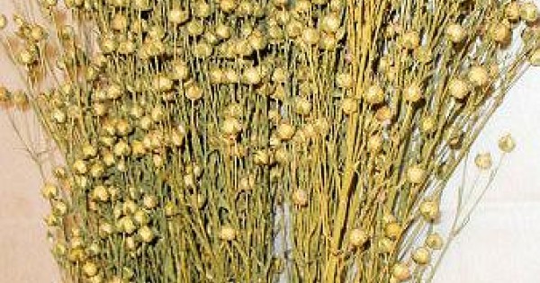 Dried Linium Bunch Dried Flowers Dried Plants Filler Flowers 