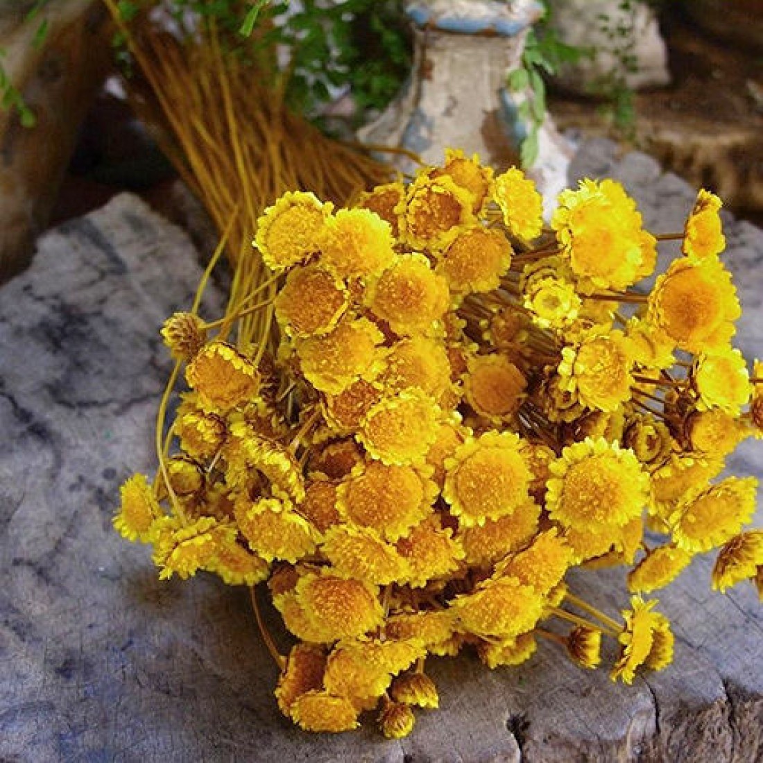 margarita flower yellow