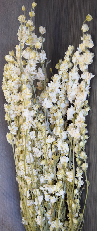 Dried White Larkspur Flowers For Sale - White Dried delphinium