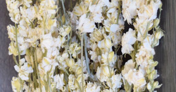 Dried White Larkspur Flowers For Sale - White Dried delphinium