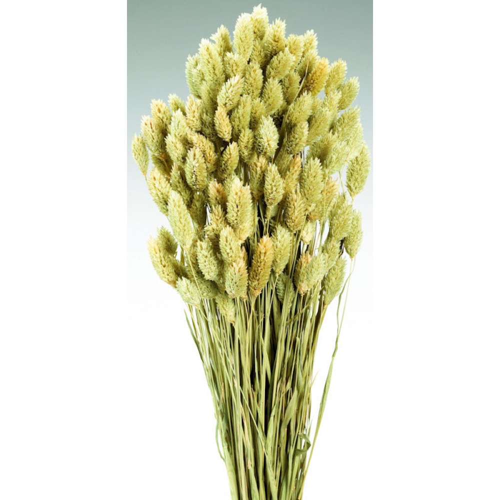 Dried Phalaris Grass - Dried Canary Grass