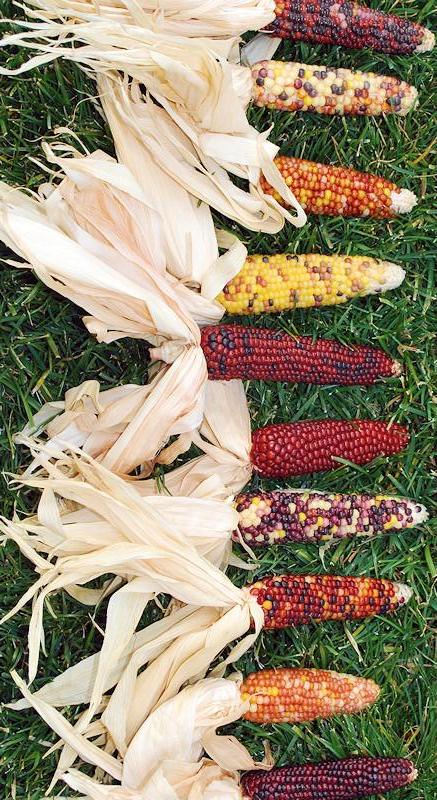 navajo corn
