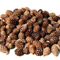 Black Spruce Cones - Small Cones