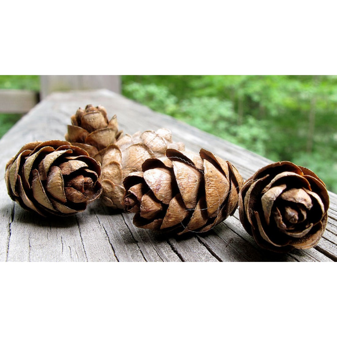 Eastern Hemlock Cones - Pine Cones