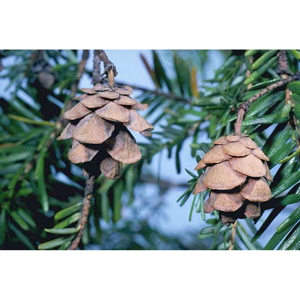 Eastern Hemlock Cones - Pine Cones