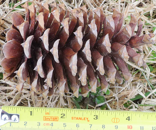 Knobcone Pine Cones, Small Size (2-3)