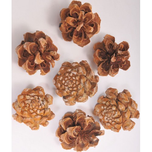 Pine Cones For Sale Buy Pine Cones Purchase Pine Cones   Pinyon Pine Cones 500x500h 