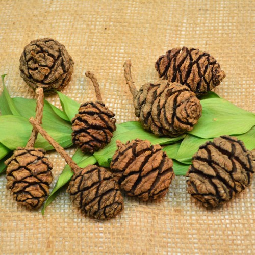 Pine Cones For Sale Buy Pine Cones Purchase Pine Cones   Sequoia Cones Pine Sale 500x500 