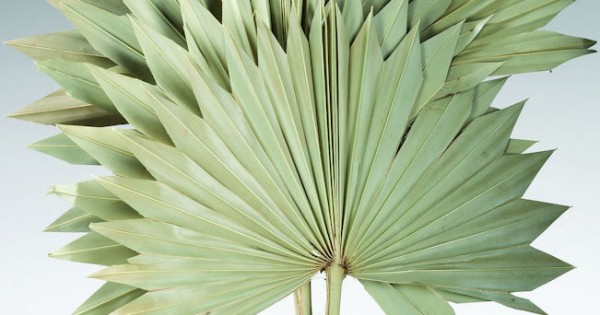 Dried Sun Palm Leaf Fans - Palm Leaf Fans