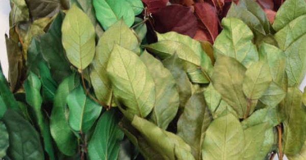 Salal - Dried and Preserved Salal - Dried Salal Leaves - Salal Leaves Green  Color - Dried Foliage - DIY Fowers - Dried Greenery