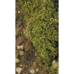 Mood Moss Dried! Large Case