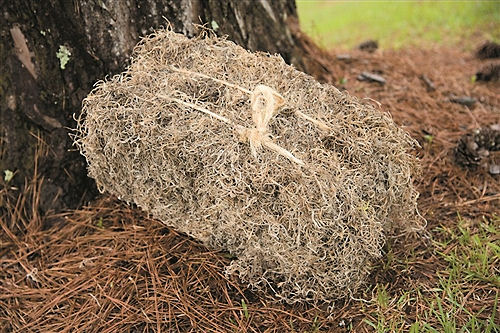 Dried Spanish Moss Bales - 4 Natural Spanish Moss bales