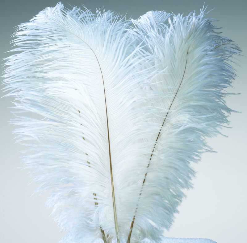 ostrich feather plumes for sale