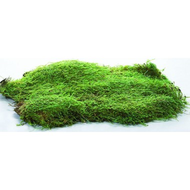 download free sheet moss