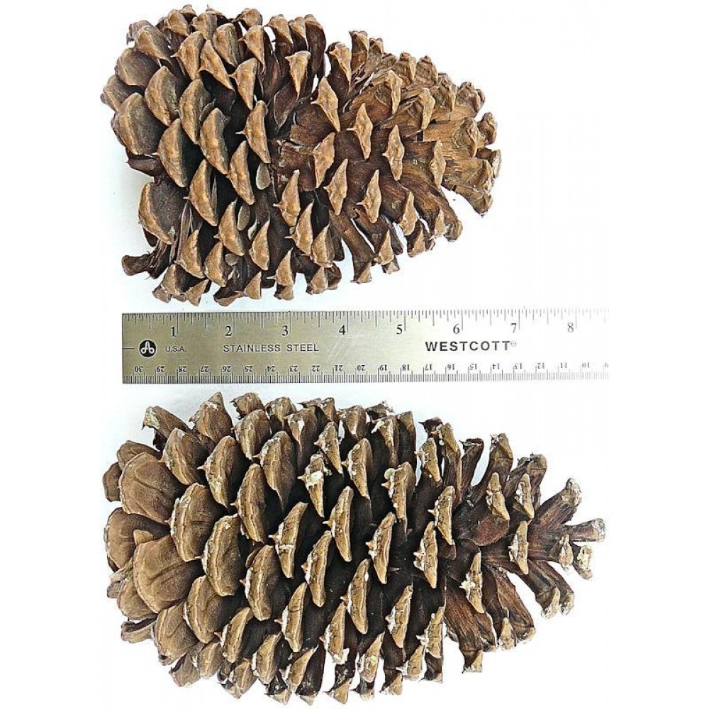 Jeffries Large Pine Cones - Jeffries Large PineCone Box