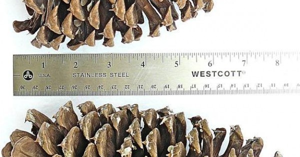 Giant Pine Cones for sale –