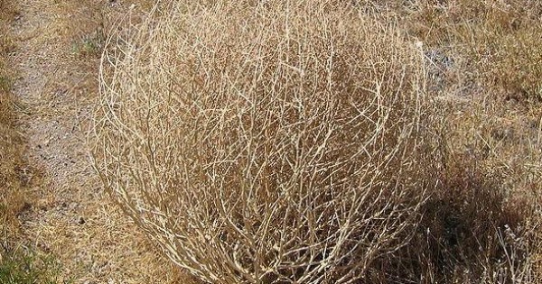 Baby Tumbleweeds (Buy Tumble weeds)