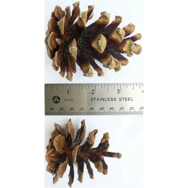 Dried Canella Berries - Decorative Bunch