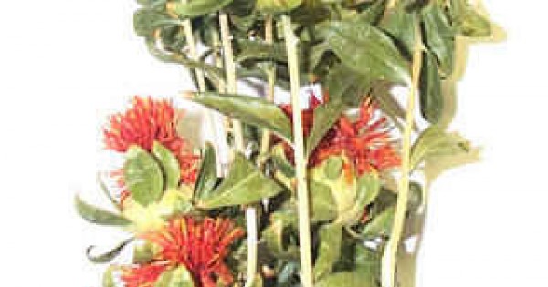Dried Safflower bunches - Dried Safflower Flowers bunch