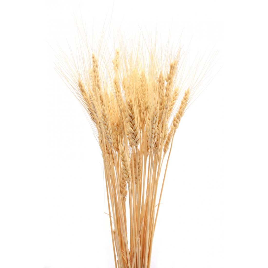 Пшеница cухоцвет