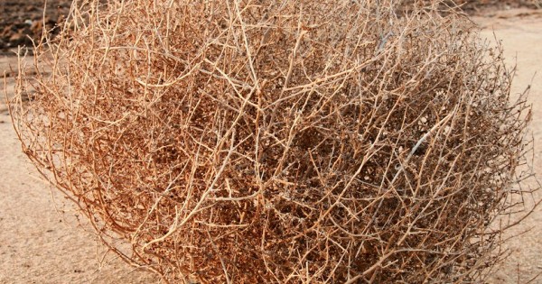 XL Size Tumbleweed Natural Desert Tumbleweeds Extra Large Size Ethically  Sourced USA. Western Home Decor. Exact Tumbleweed You Receive!