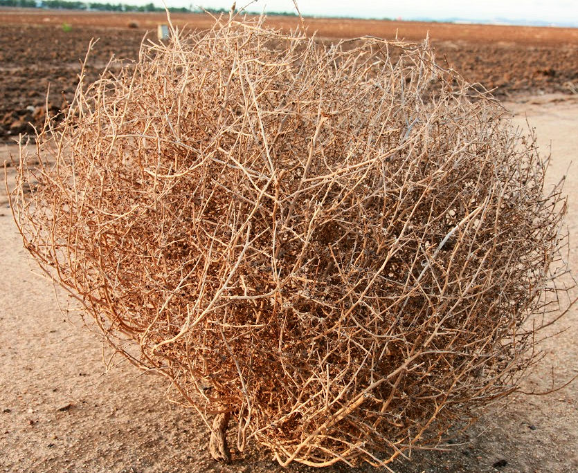 XL Size Tumbleweed Natural Desert Tumbleweeds Extra Large Size Ethically  Sourced USA. Western Home Decor. Exact Tumbleweed You Receive!