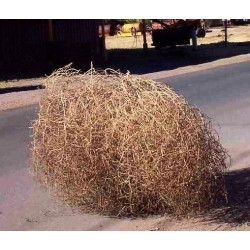Everything You Ever Wanted to Know About Tumbleweeds