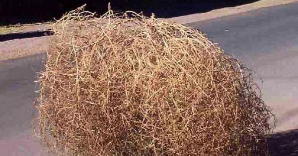 Large Country Tumbleweed (Tumble weed)