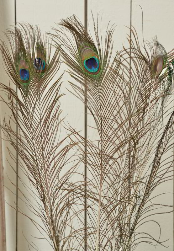 peacock feather wall decor