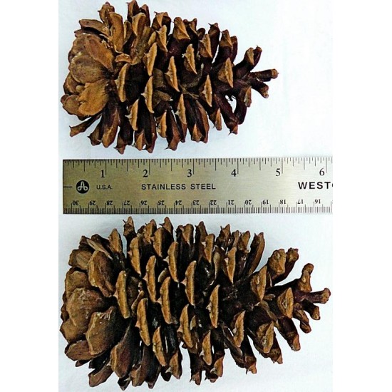 30 SMALL PINE CONES 2 Atlas Mtn. Black Pine for Crafts etc. Use Like  Ponderosa