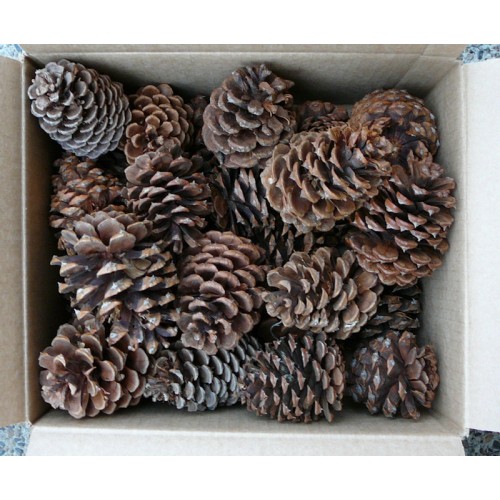 Pine Cones For Sale Buy Pine Cones Purchase Pine Cones   Ponderosa Pine Cones 1 500x500w 