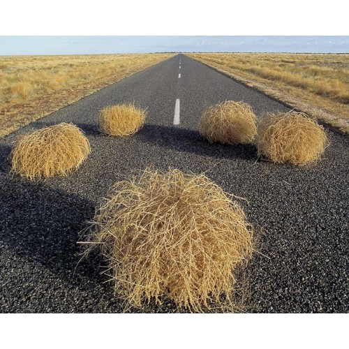 Tumbleweeds for Sale, Buy Tumbleweeds, Purchase Tumbleweed