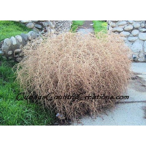 Tumbleweeds for Sale, Buy Tumbleweeds, Purchase Tumbleweed