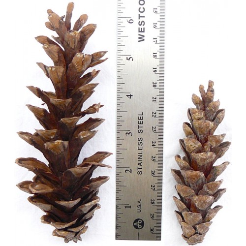 Pine Cones For Sale Buy Pine Cones Purchase Pine Cones   White Pine Cones 500x500h 